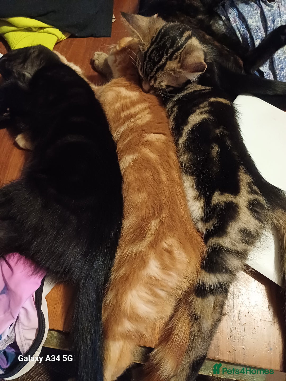 Mixed Breed cats for sale: 4 stunning kittens looking for their forever home. - Image 14