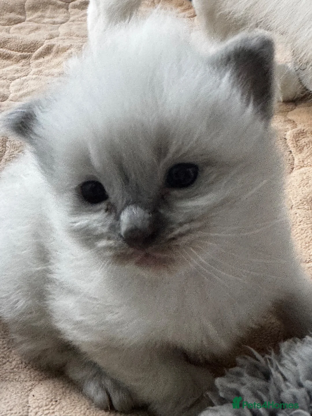 Ragdoll cats for sale: Stunning Ragdoll kittens in Preston - Advert 12