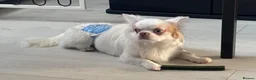 Chihuahua dogs for stud: Long coat chihuahua  - Advert 6