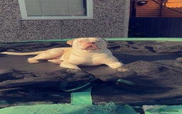 Alapaha Blue Blood Bulldog dogs for sale: Alpha bull dog  - Image 7
