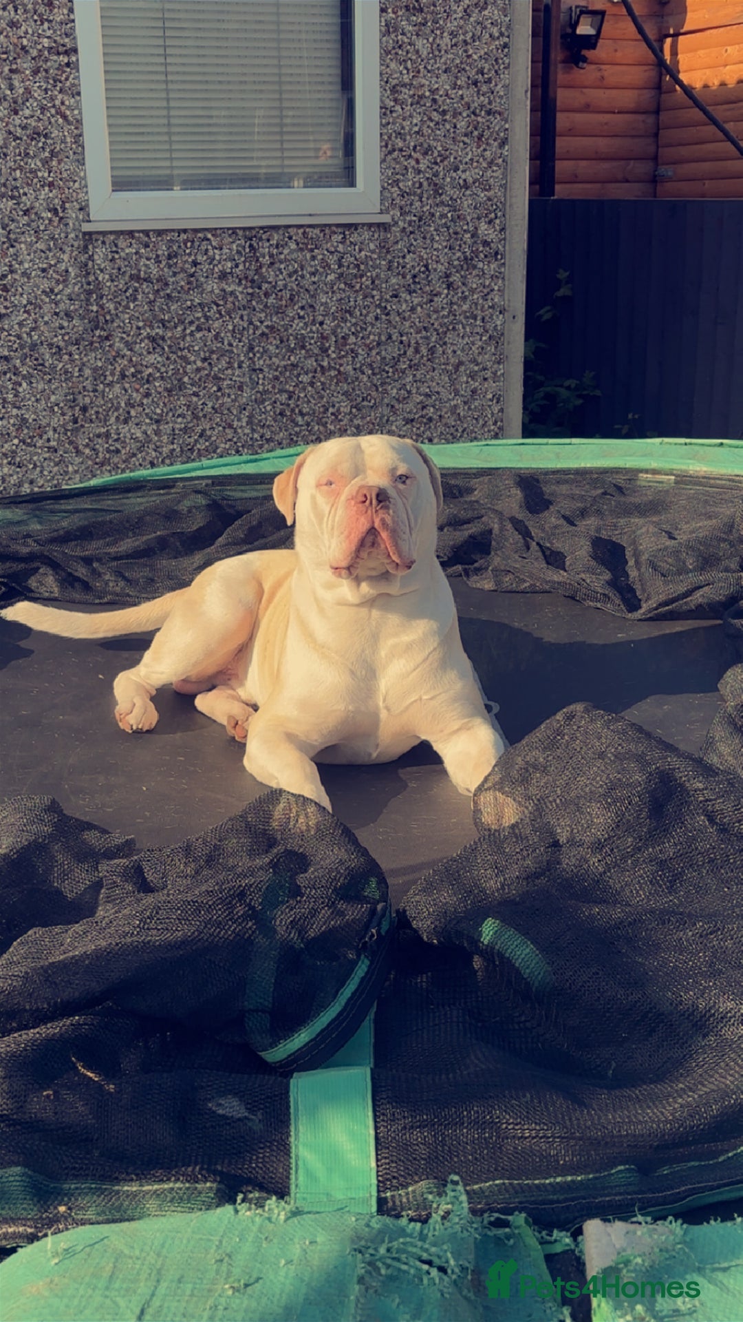 Alapaha Blue Blood Bulldog dogs for sale: Alpha bull dog  - Image 7