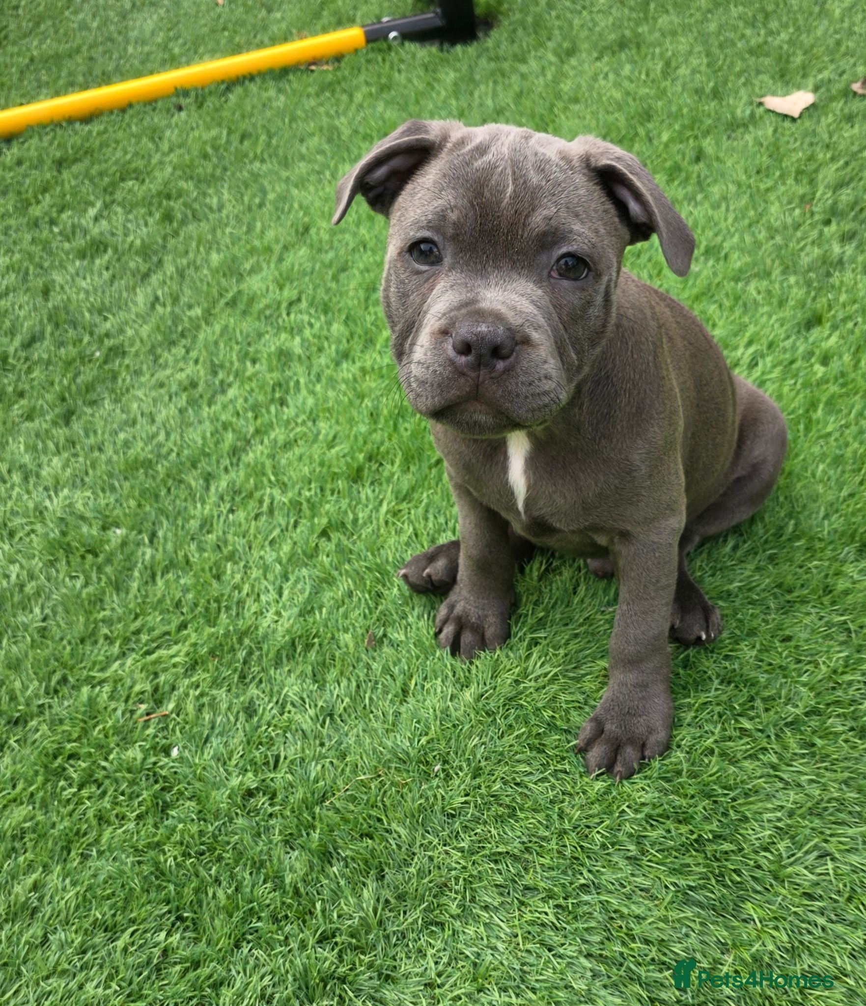 Staffordshire Bull Terrier dogs 💙 1 Stunning Blue boy Staffordshire Bull terrier  - Advert 1