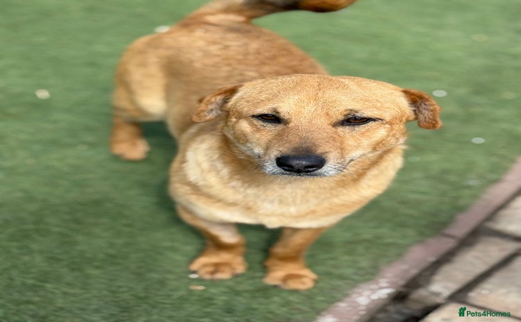 Mixed Breed dogs - Advert 4