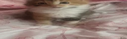 Domestic Shorthair cats for sale: 8 weeks old kittens  in London - Advert 5