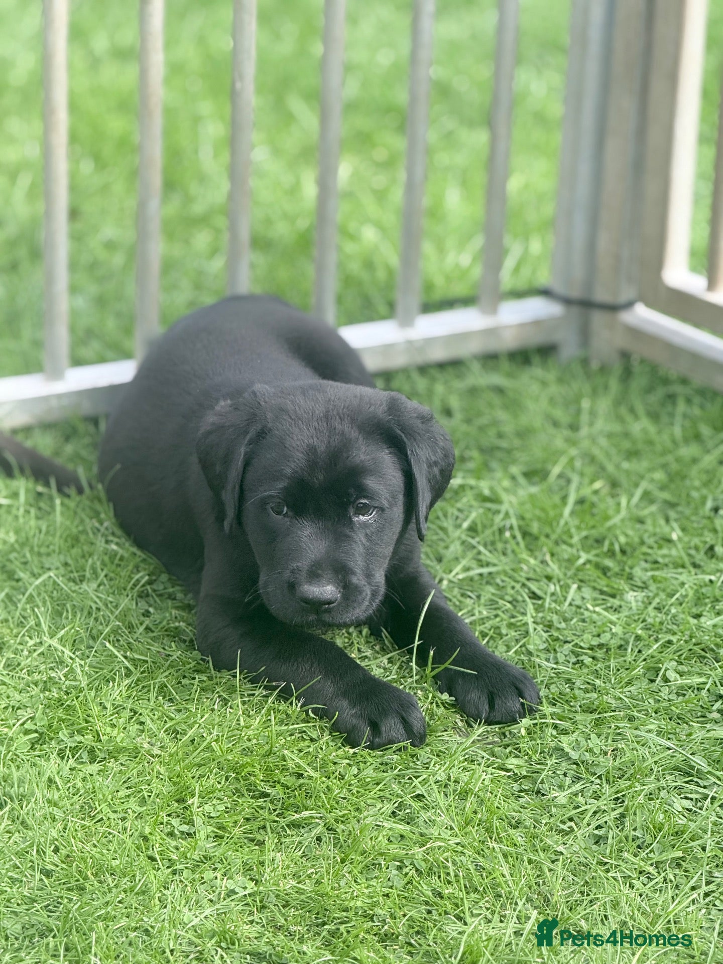 Labrador Retriever dogs Labrador puppies from a 5 Star License Breeder  - Advert 11