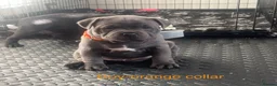 Staffordshire Bull Terrier dogs for sale: Bullscaff PIRO, pharon&bill puppies - Advert 16