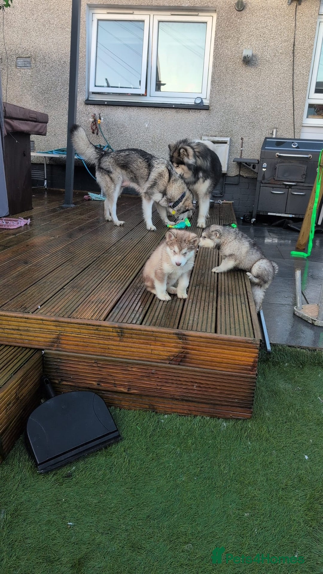 Alaskan Malamute dogs for sale: 2 left KC Alaskan malamute puppies champion lines - Advert 13