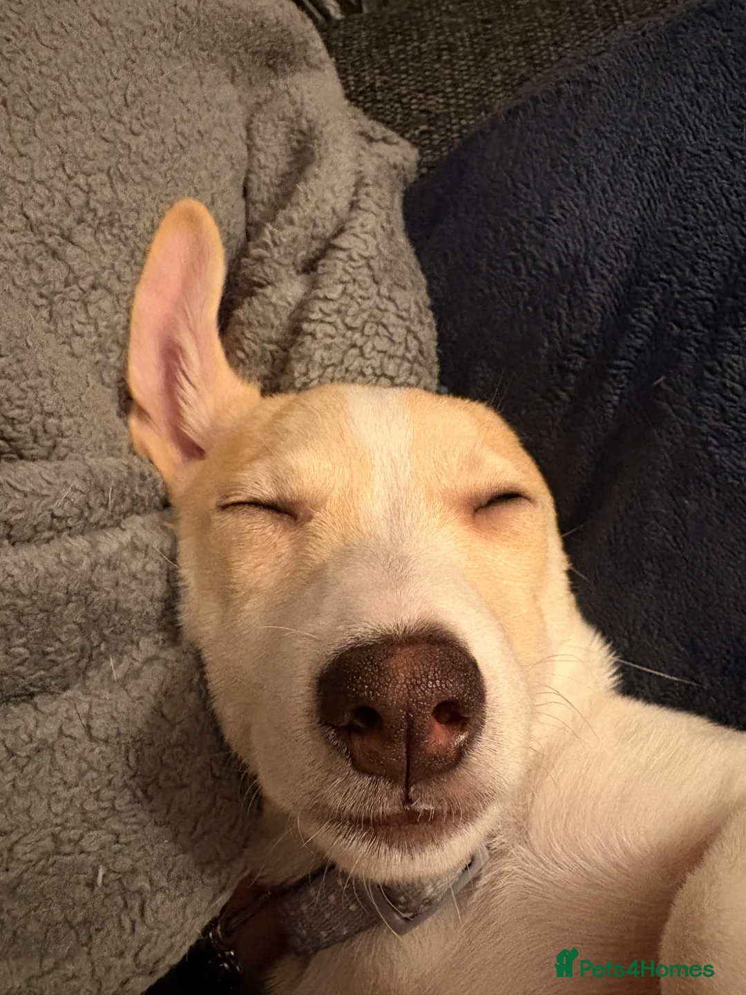 Mixed Breed dogs for sale: Meet Milo  - Advert 2