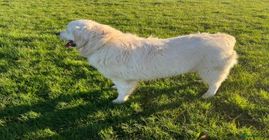 Golden Retriever dogs in Melton Mowbray - Advert 16