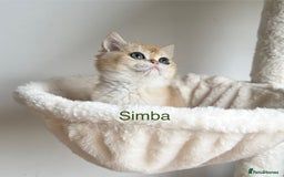 British Shorthair cats for sale: Rare NY12 British Shorthair Kittens  - Image 16