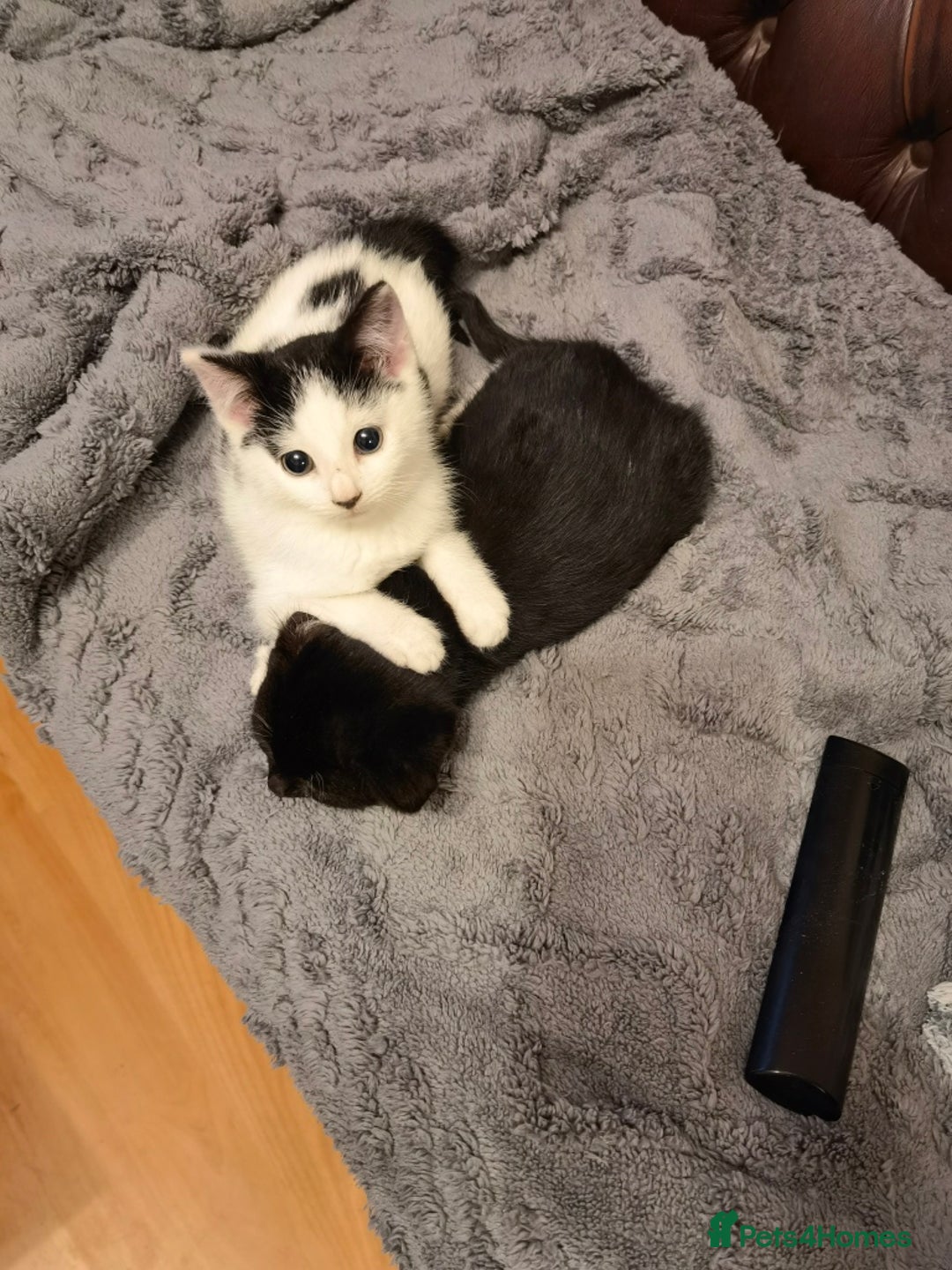 Mixed Breed cats for sale: Cute fluffy kittens black and white boys and girls - Image 9