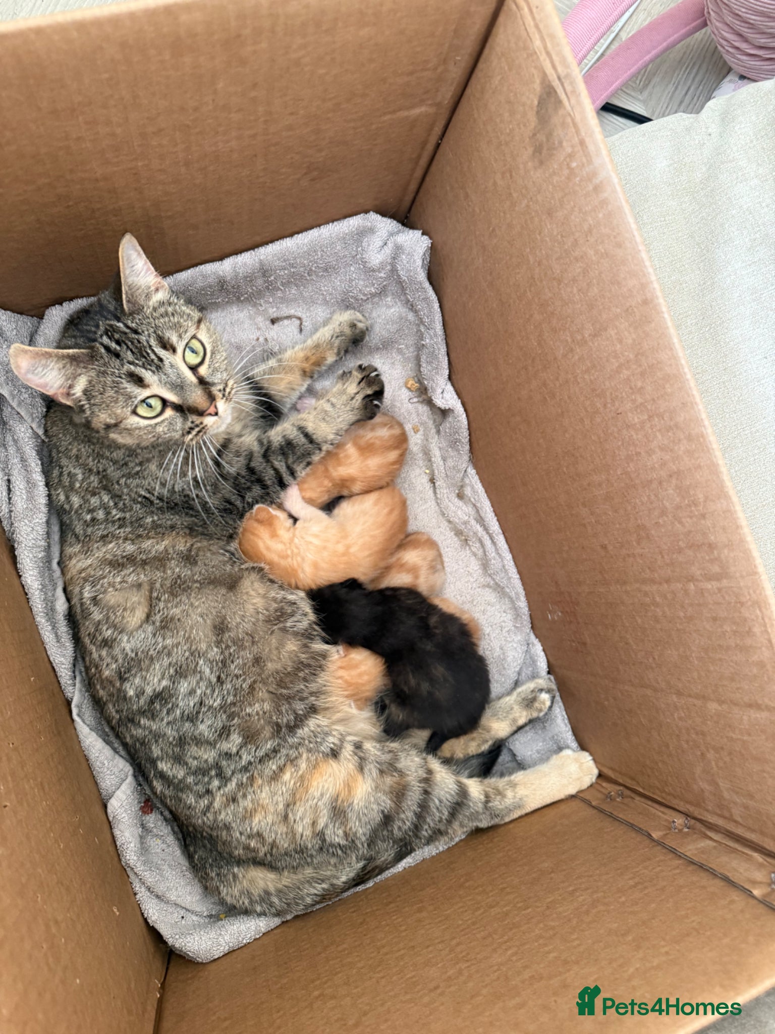 Mixed Breed cats KITTENS READY ON 10th MAY - Advert 2