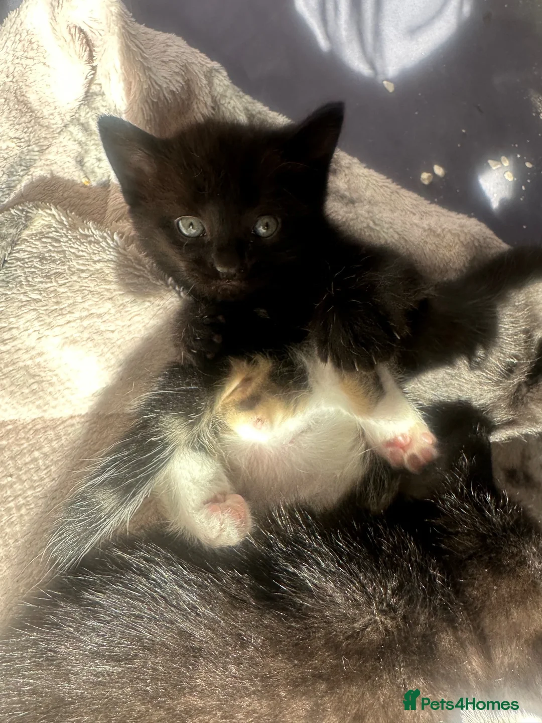 Mixed Breed cats for sale: Kittens for sale - Advert 13