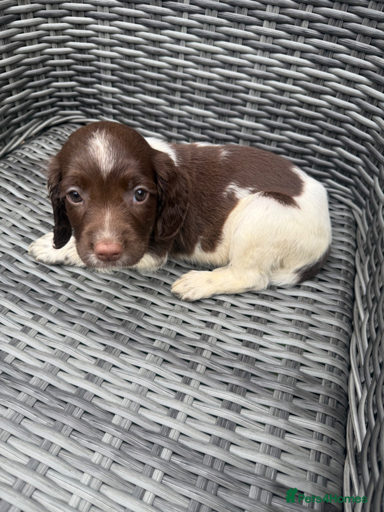 English Springer Spaniel dogs 🐶 KC REG GIRL,  READY THIS FRIDAY 🐶 - Advert 2