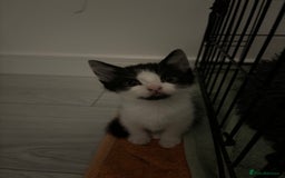 Mixed Breed cats for sale: 5 Kittens - Image 9