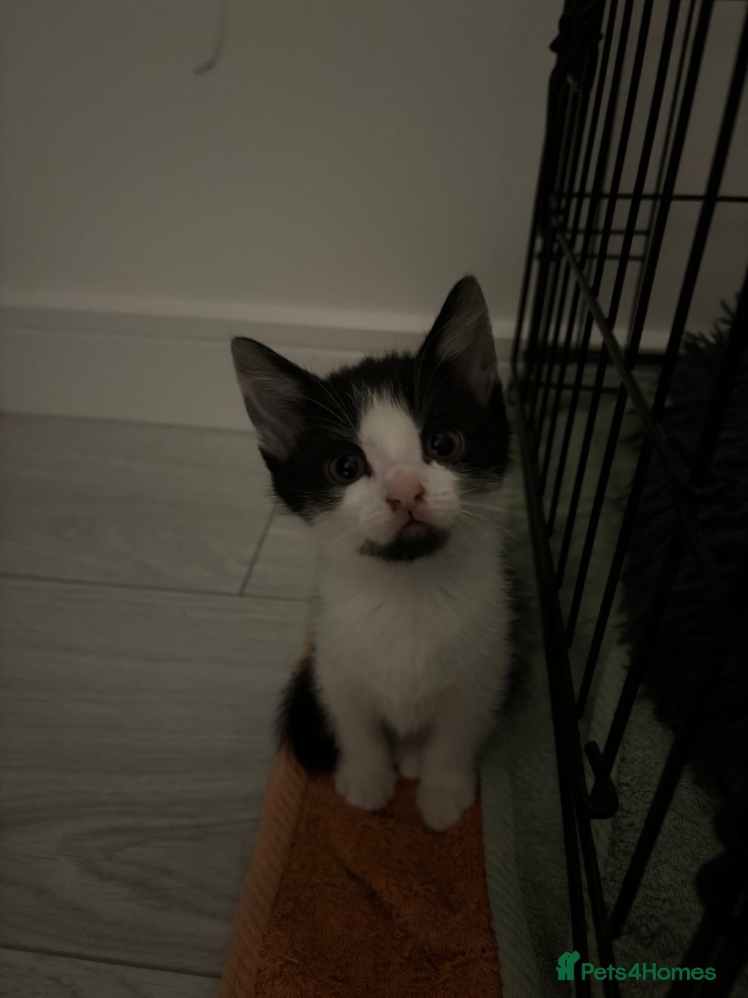Mixed Breed cats for sale: 5 Kittens - Image 9