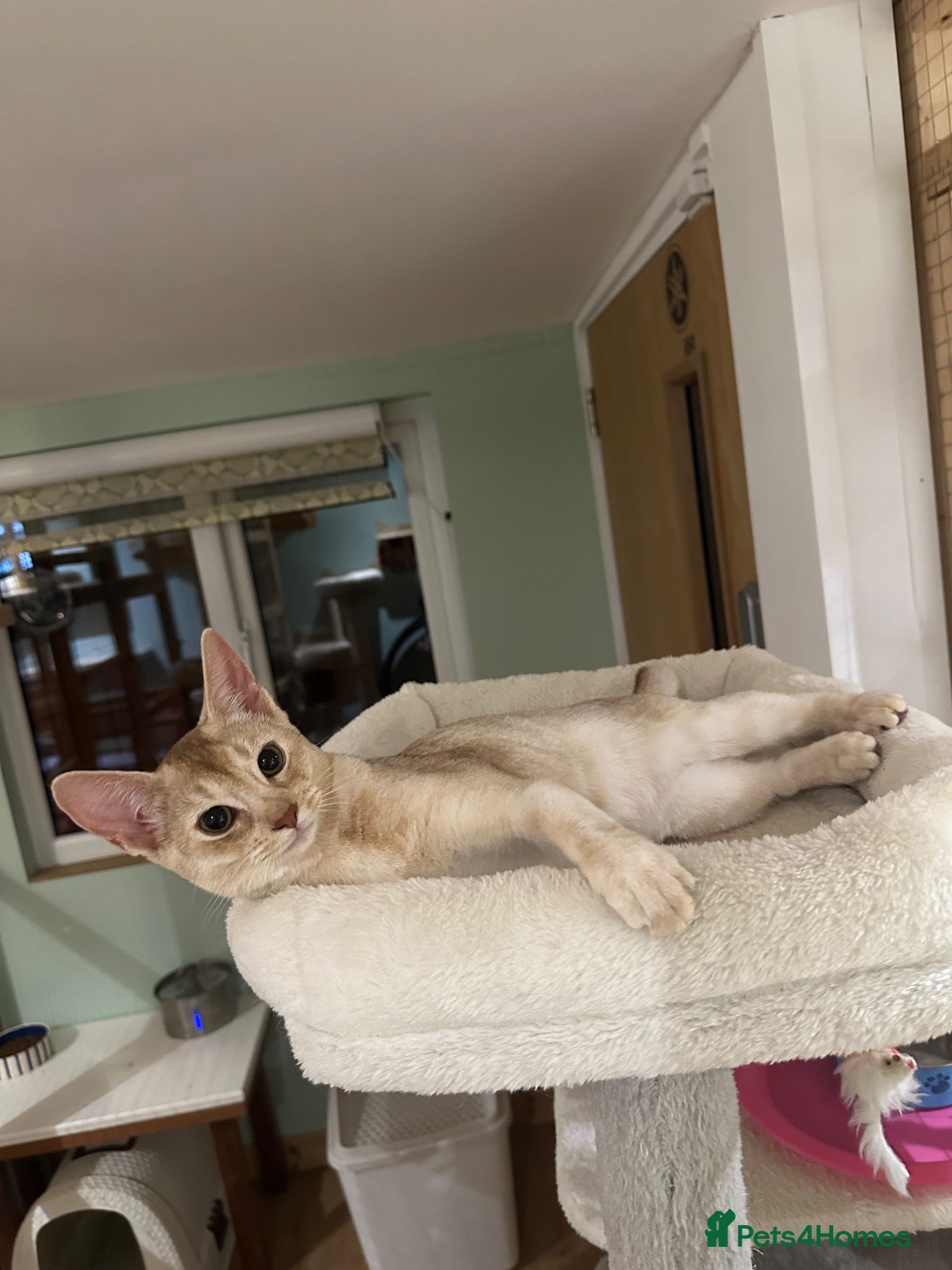 Abyssinian cats Abyssinian kittens  - Advert 2