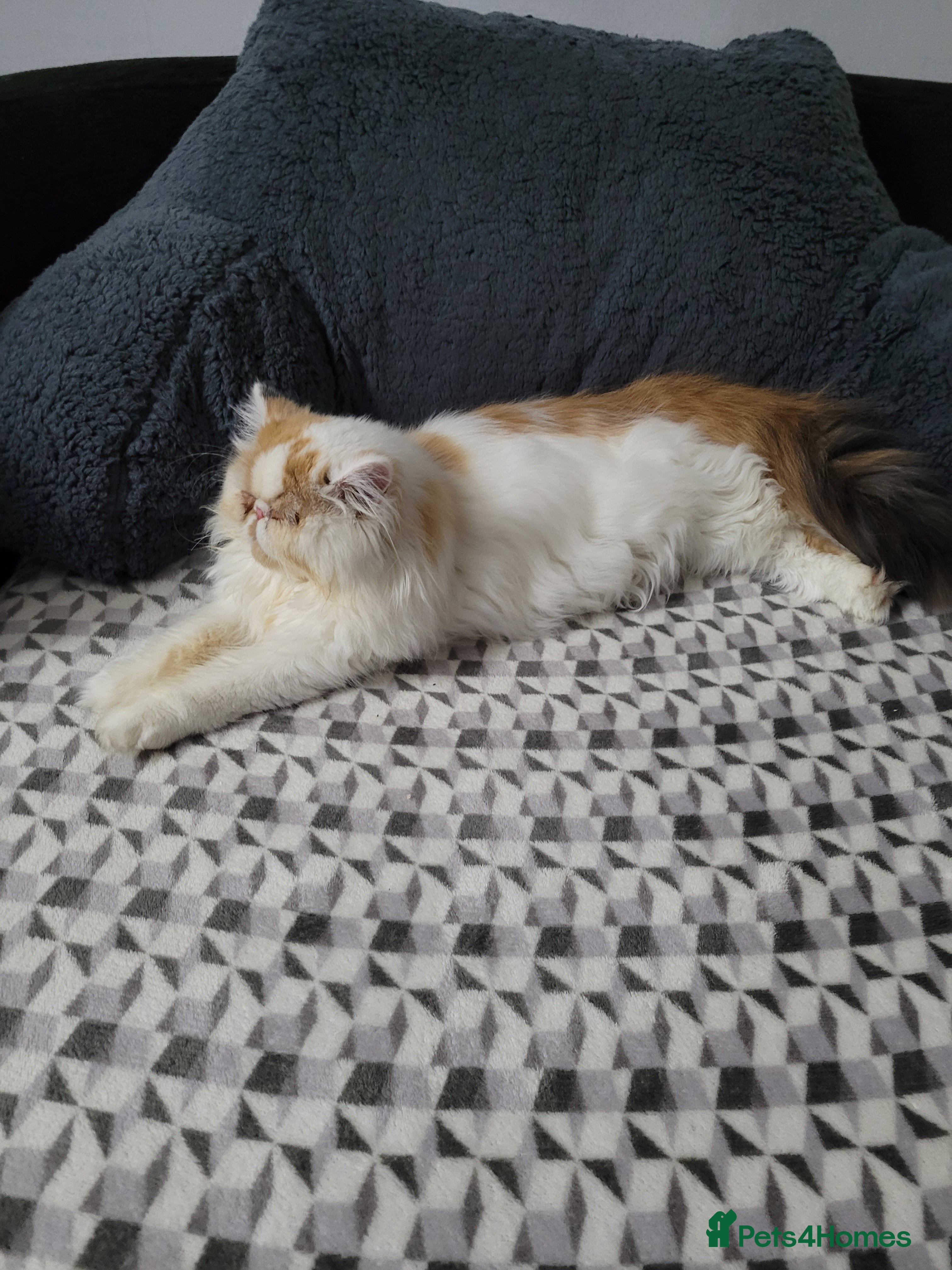 Persian cats Princesse - Advert 1