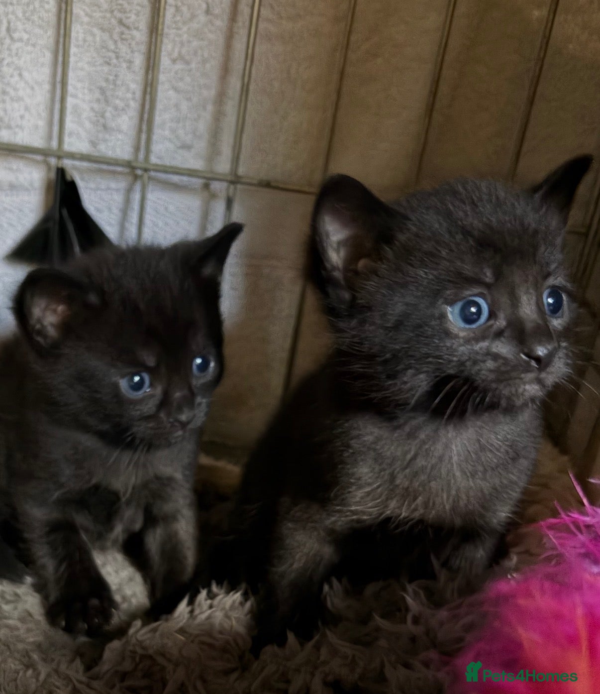 Mixed Breed cats for sale: Beautiful Kittens - Advert 10