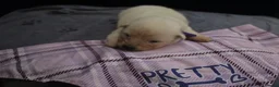 Samoyed dogs for sale: Litter of joy and fluffiness  - Advert 9