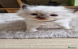 Ragdoll cats for sale: 🐾 Gorgeous Ragdoll Kittens.Ready 22nd December 🐾 - Image 26