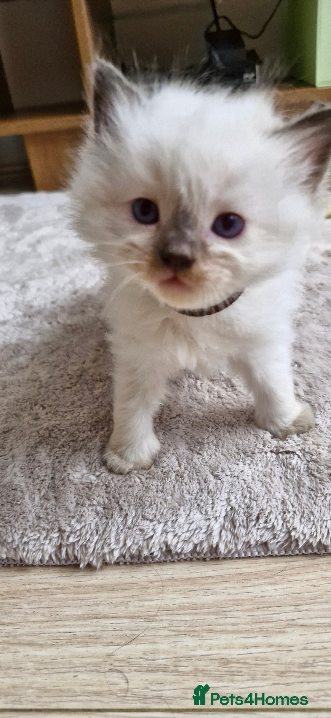 Ragdoll cats for sale: 🐾 Gorgeous Ragdoll Kittens.Ready 22nd December 🐾 - Image 26