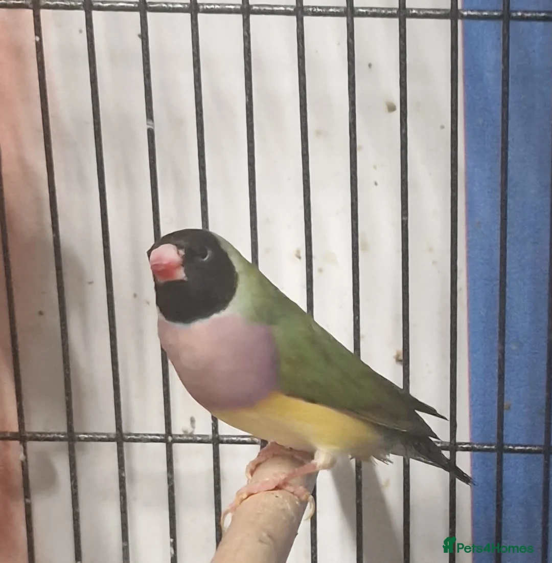 Parrots birds for sale: Parrots/ Parakeets Available  - Advert 31