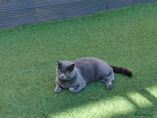 British Shorthair cats for sale - Advert 1