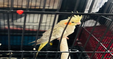 Cockatiels birds - Advert 9