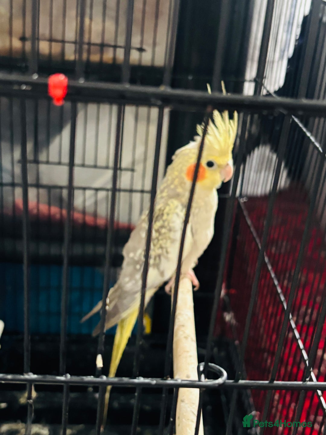 Cockatiels birds for sale: M r.    - Image 2