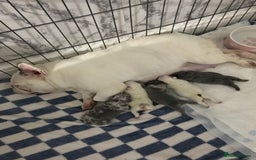 French Bulldog dogs for sale: French bulldog kc registered  - Image 9
