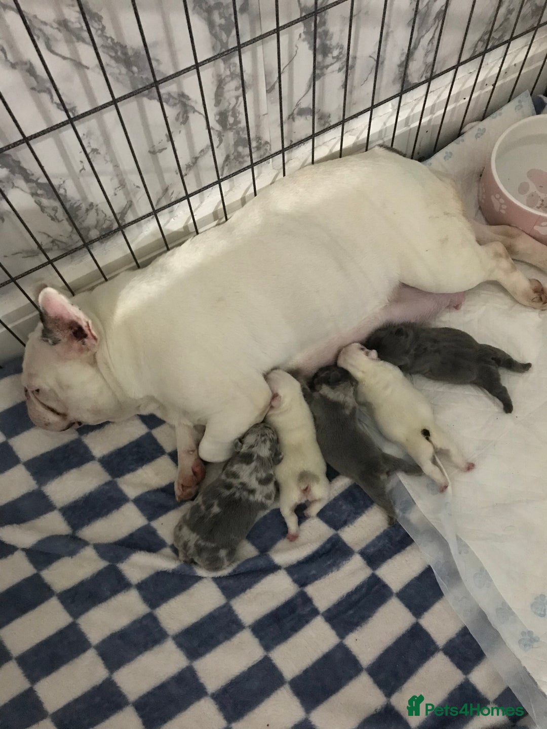 French Bulldog dogs for sale: French bulldog kc registered  - Image 9