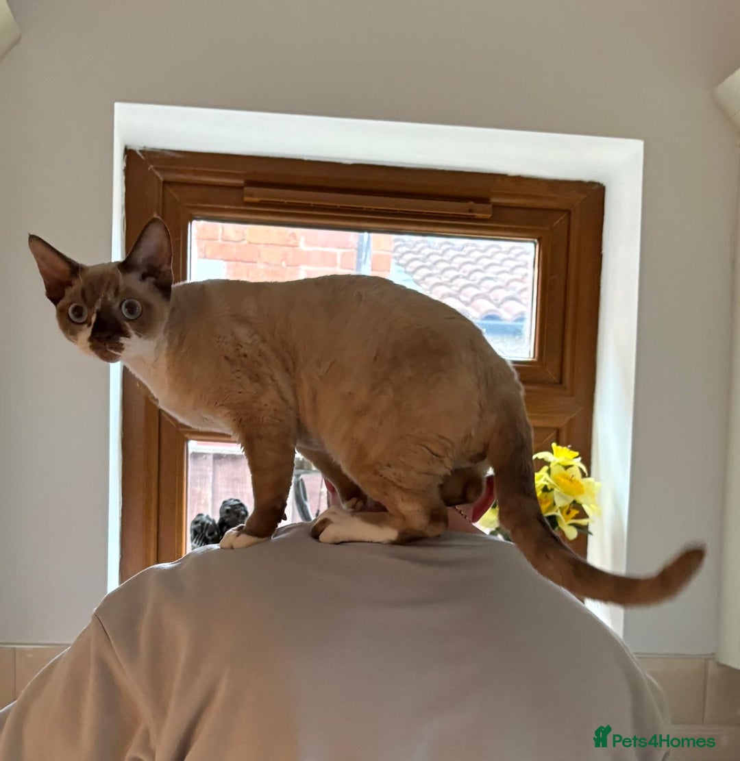 Devon Rex cats for sale: Devon Rex “Chino” - Advert 8