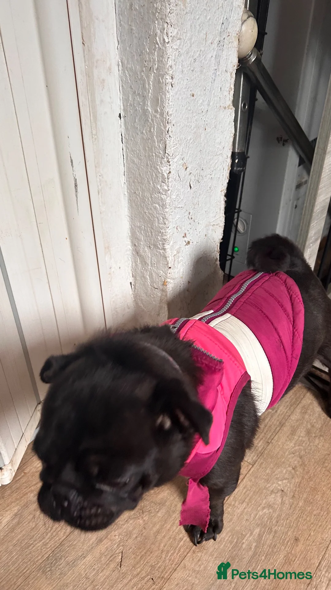 Pug dogs for sale: Rehome companion dog  - Advert 2