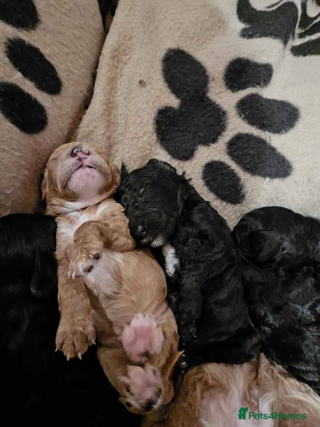 Cockapoo dogs for sale: Cockerpoo F1b Pups for sale (Ready to be rehomed) - Advert 18