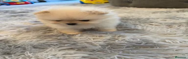 Pomeranian Puppy 3