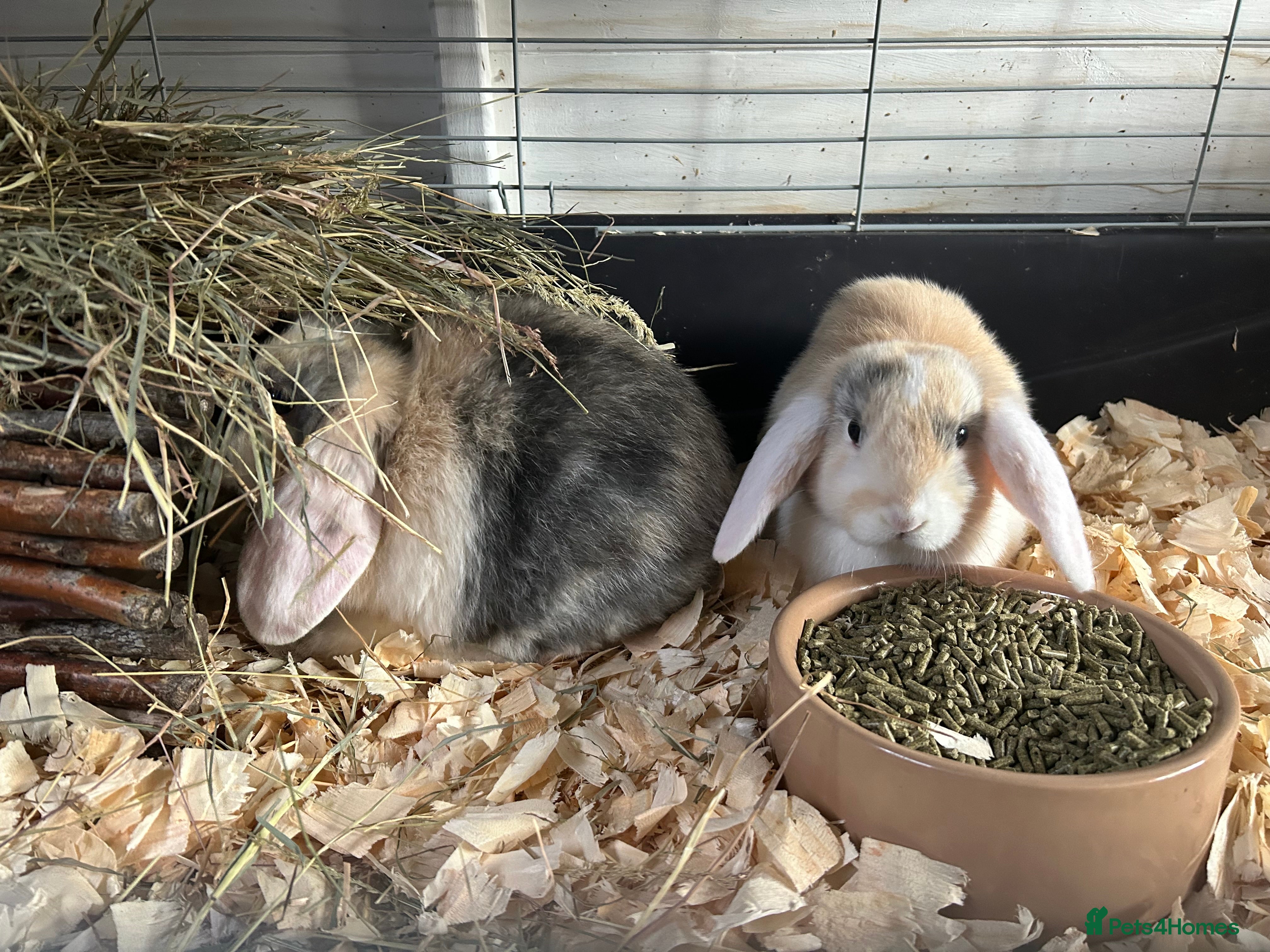 Mini Lop rabbits Mini lops  - Advert 7