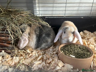 Mini Lop rabbits Mini lops - Advert 7