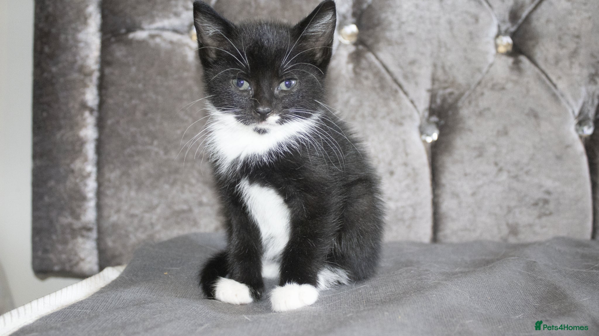 Mixed Breed cats for sale: 5 beautiful mixed breed kittens for sale. - Advert 9