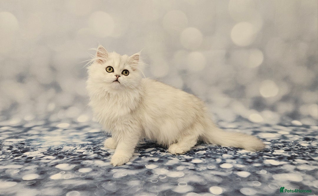Scottish Fold cats for sale: Excellent Scottish fold kittens  - Image 21