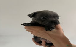 Staffordshire Bull Terrier dogs for sale: 4 Chunky blue pups - Image 7