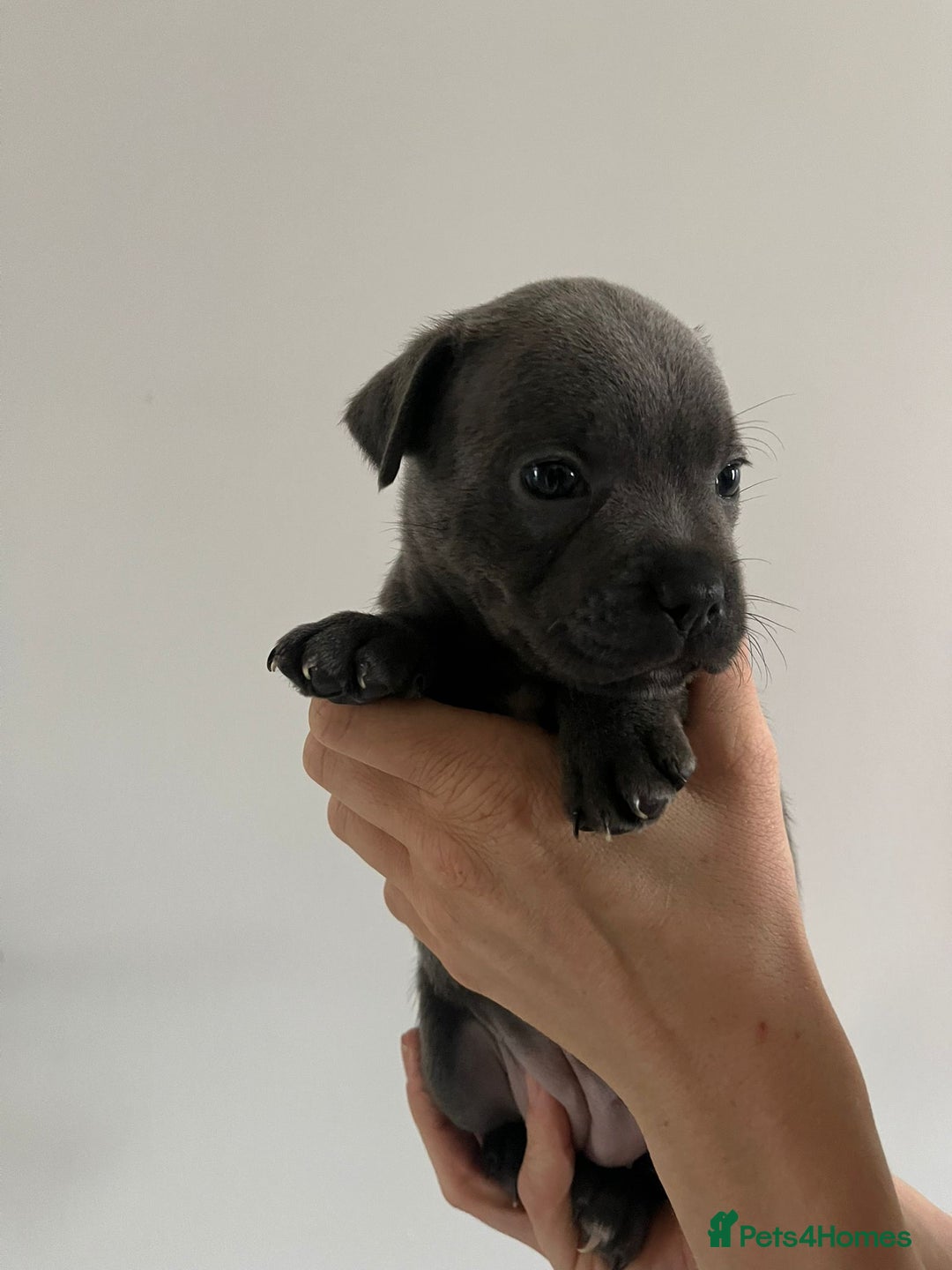 Staffordshire Bull Terrier dogs for sale: 4 Chunky blue pups - Image 7