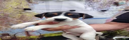 Jack Russell dogs for sale: Jack Russell Puppies  - Advert 1