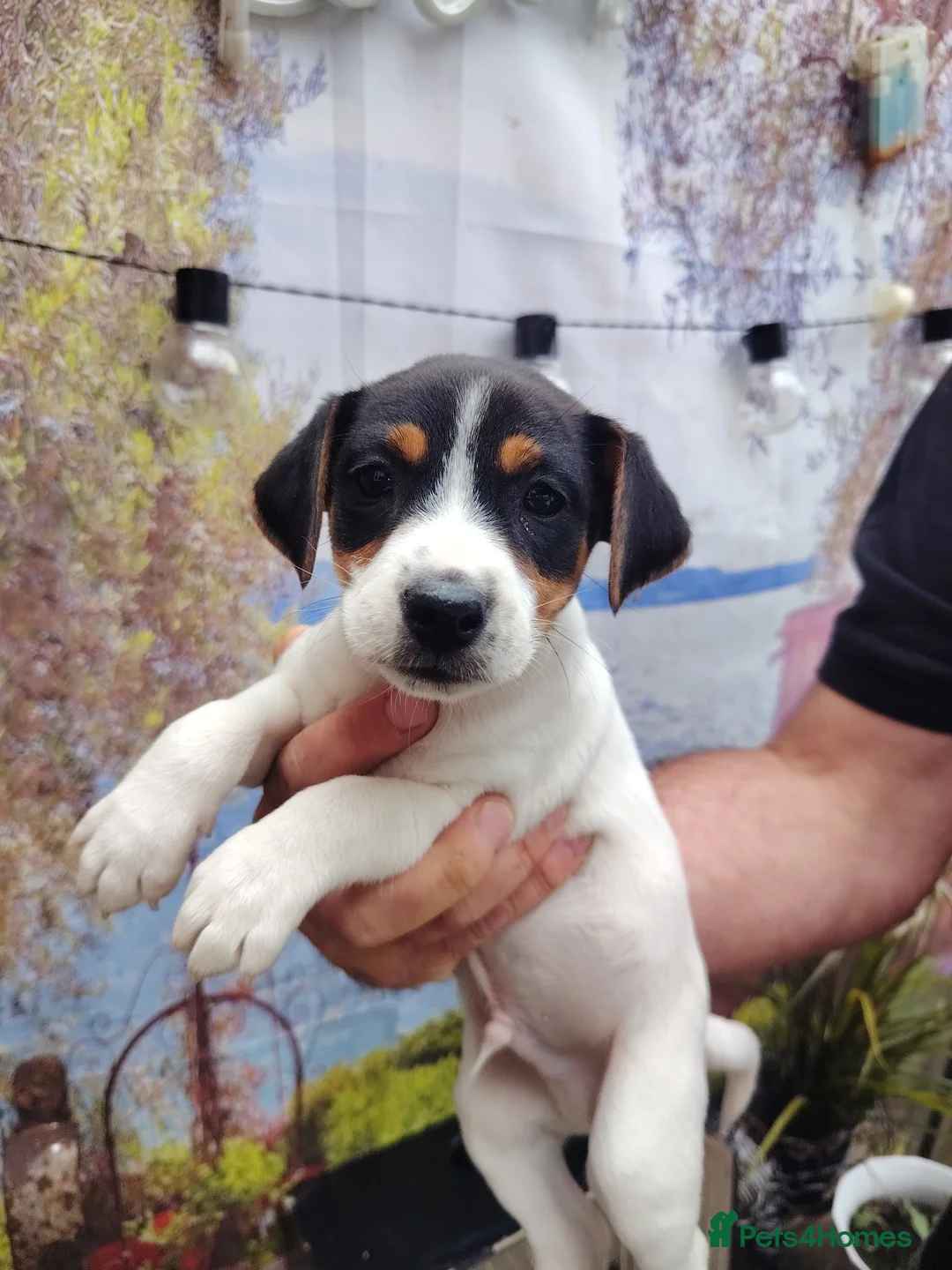 Jack Russell dogs for sale: Jack Russell Puppies  - Advert 1