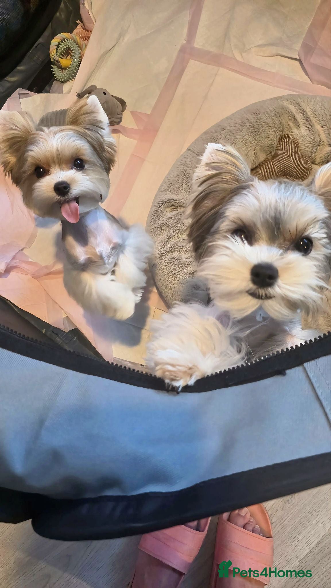 Yorkshire Terrier dogs Tiny Biewer terrier puppies - Advert 1