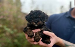 Cavapoo dogs for sale: 2 adorable male Cavapoo Puppies ! 🐾 - Image 22