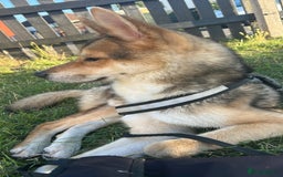 Huskita dogs for sale: Huskita 1year old  - Image 3
