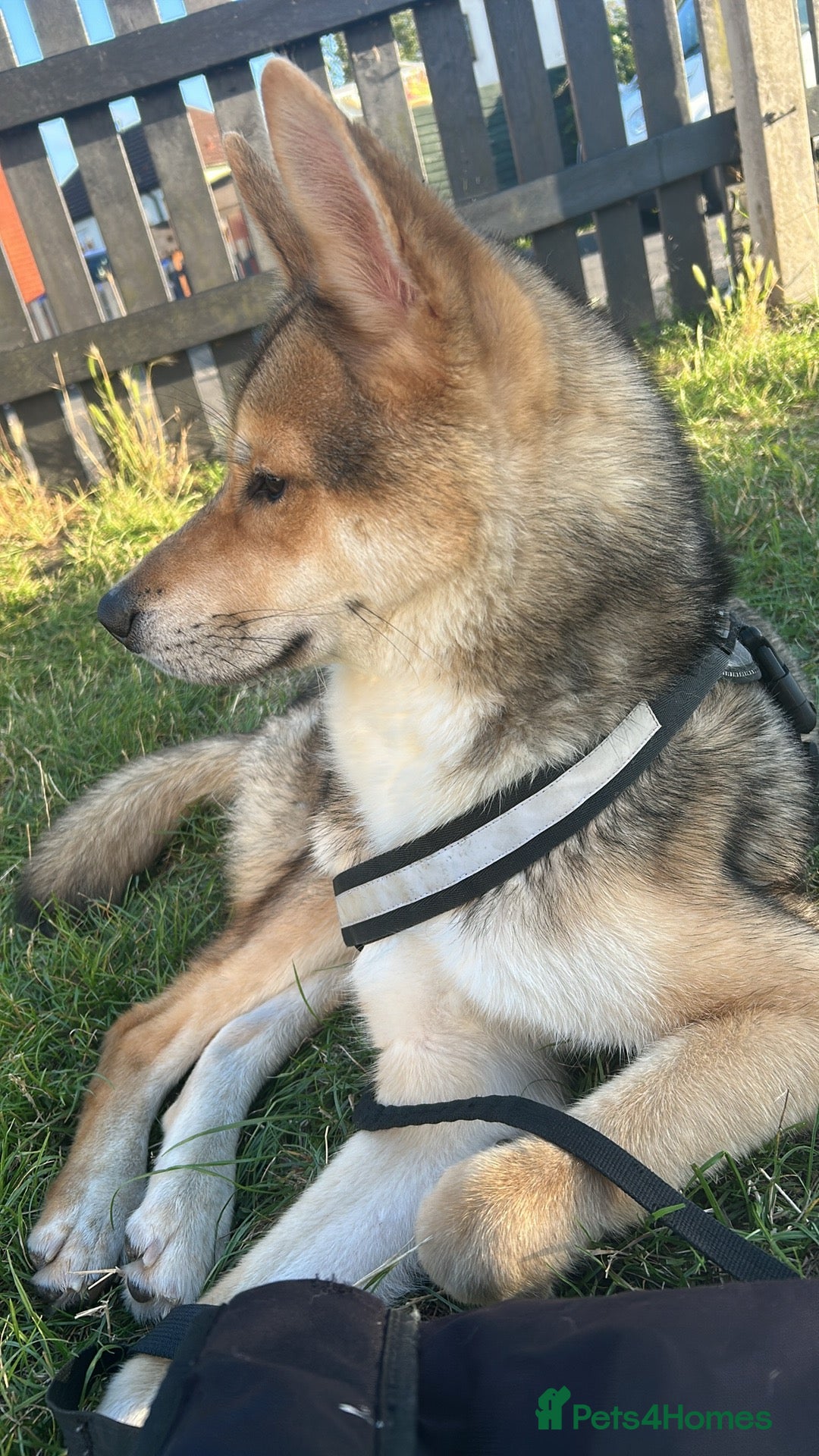 Huskita dogs for sale: Huskita 1year old  - Image 3
