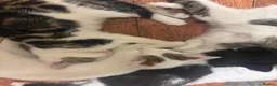 Mixed Breed cats for sale: Kittens ready for their new home in Brigg - Advert 2
