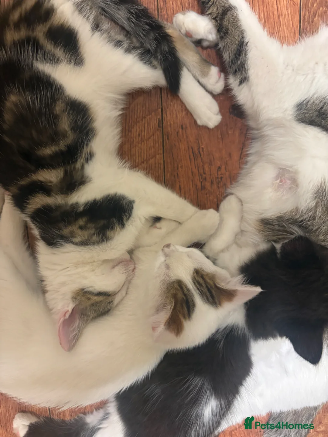 Mixed Breed cats for sale: Kittens ready for their new home in Brigg - Advert 2